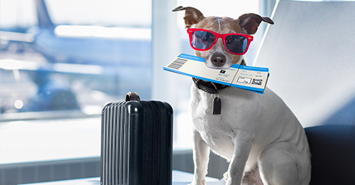 Pleci în UE cu animalul de companie? Află regulile esențiale!