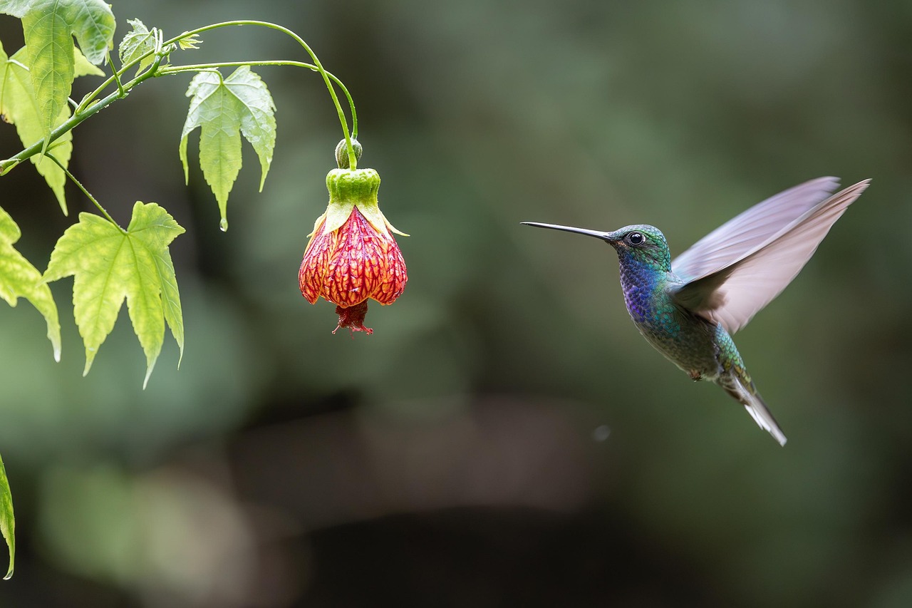 Ce detalii despre pasărea colibri surprind ornitologii